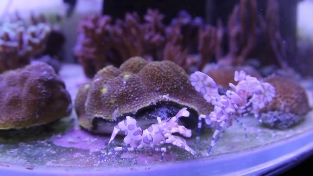 Креветки Арлекин(пара) смотреть онлайн