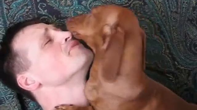 Такса - Влюблённый ЛОР (Читон).avi смотреть онлайн