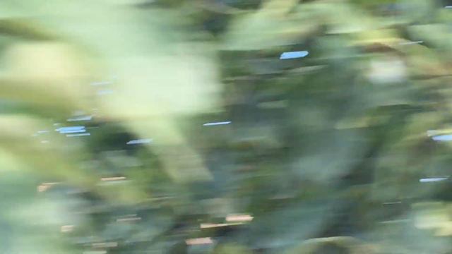 #Pigeon.Как приобрести из моих голубей.часть-3. смотреть онлайн