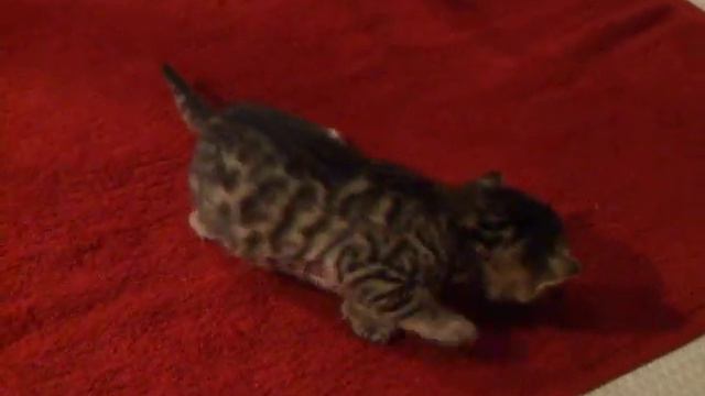 Trzytygodniowe kocięta bengalskie смотреть онлайн