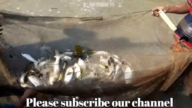 Huge Fish Hunting By Net In Village Pond  // Amazing Catching Fish In Bangladesh // Fish Farm