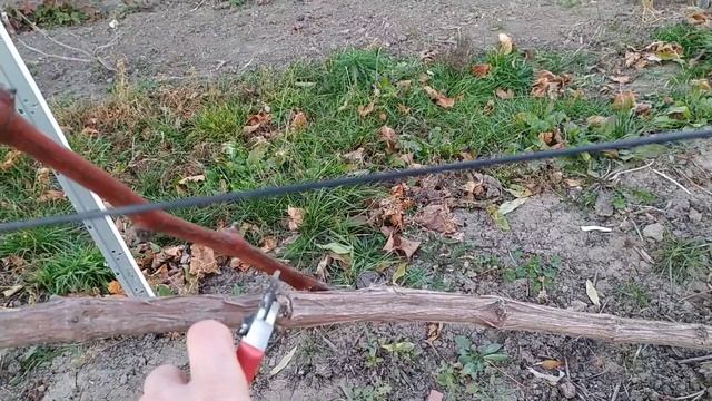 Как обрезать укрывной виноград? Легко и просто! смотреть онлайн