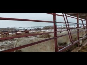 КРС Шароле, Абердины и Лимузины