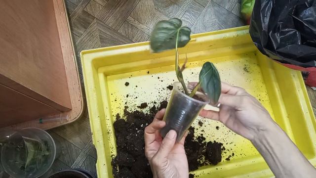 Что купила,новинка и пересадочка! смотреть онлайн