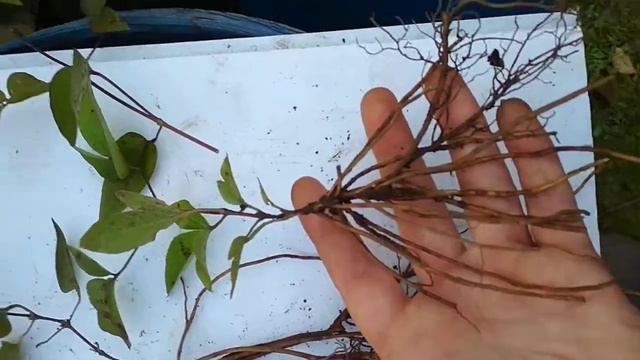 сравнение саженцев клематисов смотреть онлайн