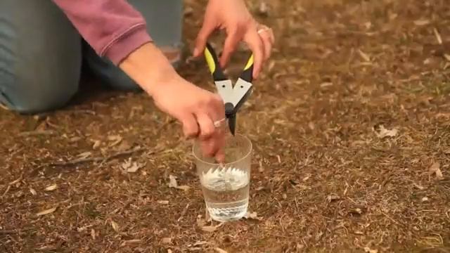 How to Prune a Purple Jackmanii Clematis