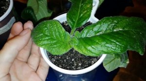 Комнатные растения, которые меня радуют. Обзор комнатных растений. Сентябрь 2019. Часть 1.
