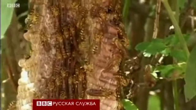 Огромные шершни плодятся на северо востоке Китая смотреть онлайн