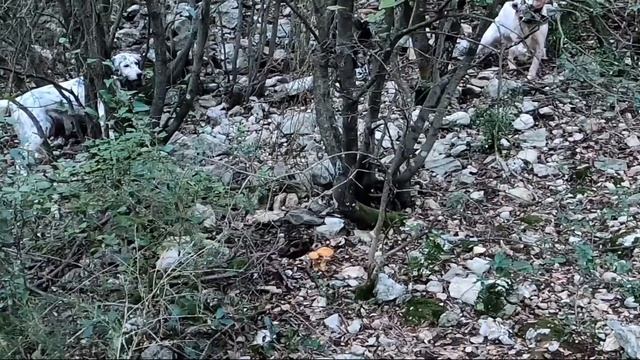 Superbe bécasse vue au sol. MAGNIFIQUE ! Chasse de la bécasse setter anglais. смотреть онлайн