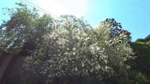 Где живут самые богатые корейцы?! Дома миллионеров в Сеуле ;)