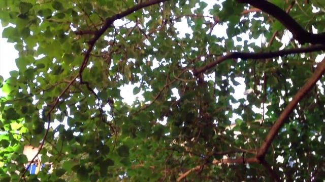 Лион VLOG - Улица Быка, Rue du Bœuf - экскурсия по Лиону - Франция - что посмотреть в Лионе смотреть онлайн