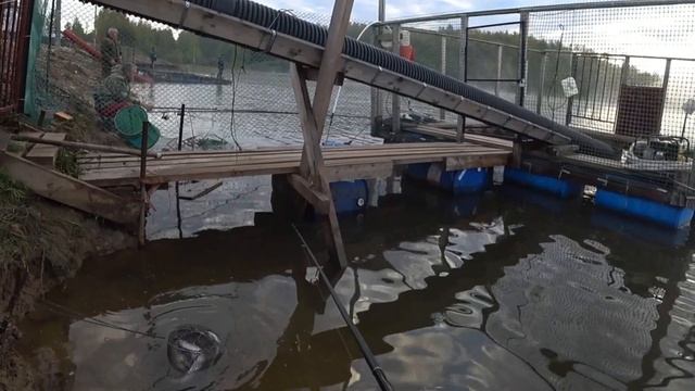 ЛОВЛЯ форели НА безлемите наловили мешок РЫБАЛКА в КОКИНО смотреть онлайн