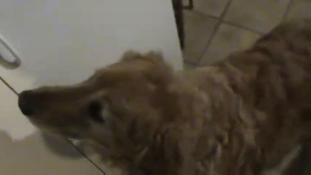 Such Dog, Many Fluffy, Such Wow смотреть онлайн