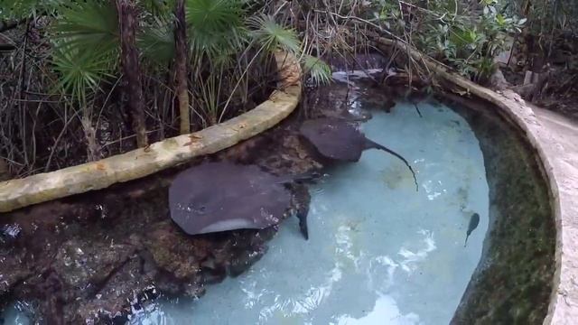 XCARET PARK MEXICO ATTRACTIONS AND TIPS смотреть онлайн