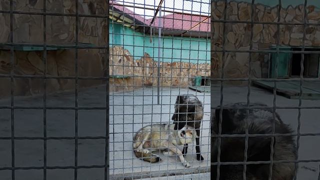Тайган🐺🐑Волки и Овцы смотреть онлайн