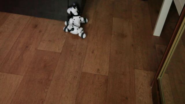 Happy Smart Dog driving смотреть онлайн