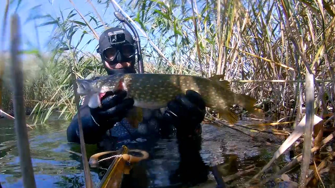 Подводная охота Подборка интересных моментов на охоте с самодельным арбалетом смотреть онлайн