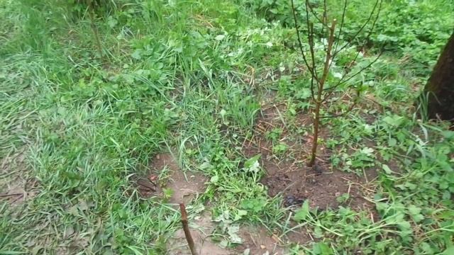 ПЕРСИК ИЗ не ПЕРСИКОВОЙ Зоны В ТАКУЮ ЖЕ...