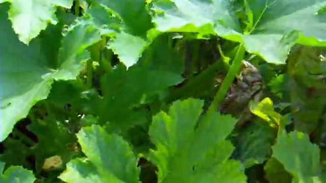 Гортензия размножение .Огород, кабачки в мешках .Советы огородникам. смотреть онлайн