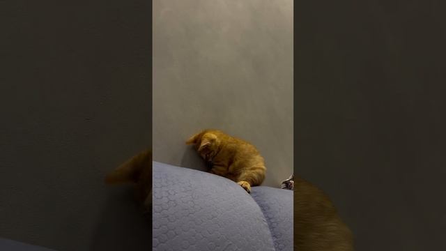 Игры с хвостом? #котики #catlovers #cat #симба смотреть онлайн