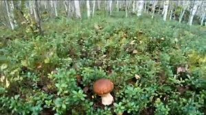 Умба. Октябрьский. Аэродром Хариусный. ГРИБЫ.