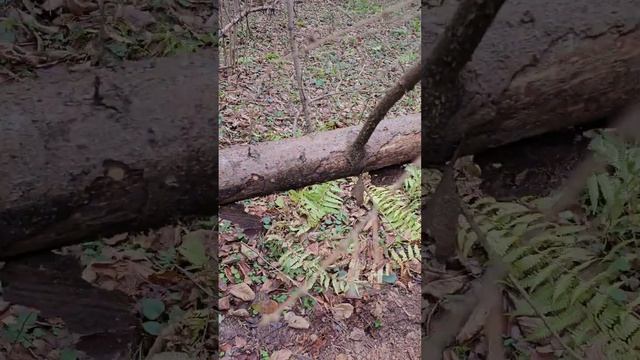 ?КАКИЕ ПРИЗНАКИ У ДРЕВНЕГО ПОСЕЛЕНИЯ ❓️ #леснойкоп #природа #поиск #коп #коп2023 смотреть онлайн