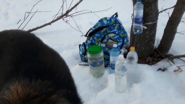 Результат сбора кленового сока за 1 день смотреть онлайн