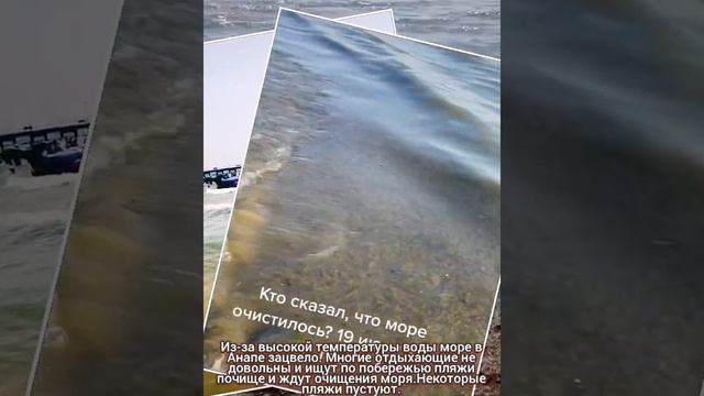 Море в Анапе зацвело. Отдыхающие не довольны. Витязево Анапа море цветет. смотреть онлайн