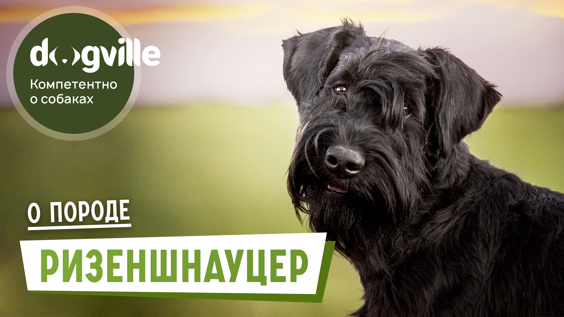 Ризеншнауцер – О породе – Как выбрать щенка Ризеншнауцера? смотреть онлайн