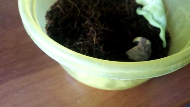 Подарили яйца!!! ?улитки Ахатины?!!!