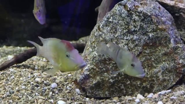 Geophagus Steindachneri: Amazing Fish смотреть онлайн