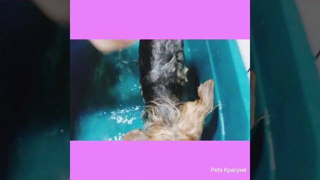 КУПАЄМО ПЕСИКА ЄВРИКА. ЯК ПРАВИЛЬНО КУПАТИ СОБАК | Pets Красуня смотреть онлайн