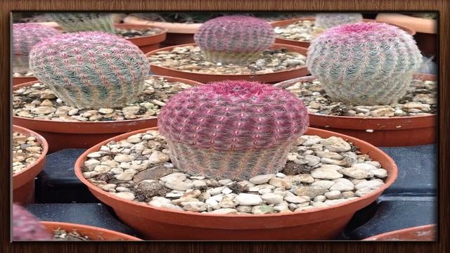 CACTO DE RENDA (( ECHINOCEREUS PECTINATUS )) CACTO DE ORIGEM MEXICANA E AMERICANA .. смотреть онлайн