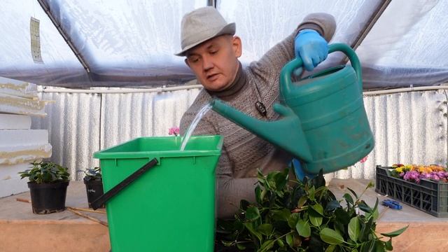 Дипладения обрезка. Размножение дипладении. И как правильно сохранить дипладению зимой. смотреть онлайн
