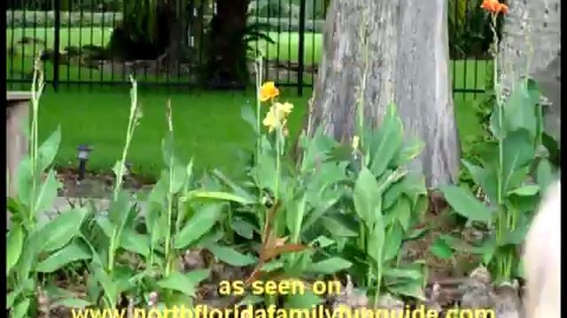 Scenic Boat Tour - Winter Park, Florida смотреть онлайн