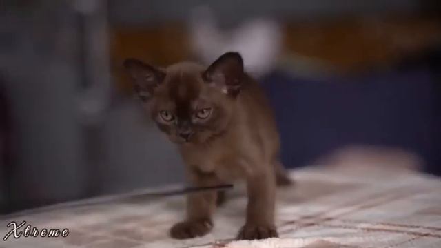 Бурманская порода. Ромео подрастает)) смотреть онлайн