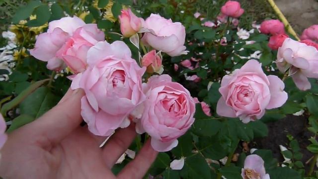 Обрезка роз после 1го цветения . Мадам де сталь) и Херитейдж. смотреть онлайн