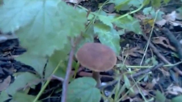 Харьковская грибалка смотреть онлайн