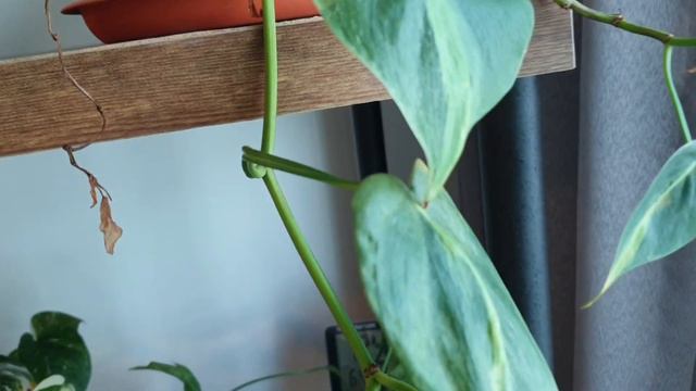 Propagating cuttings in test tubes (saving some struggling plants)! смотреть онлайн