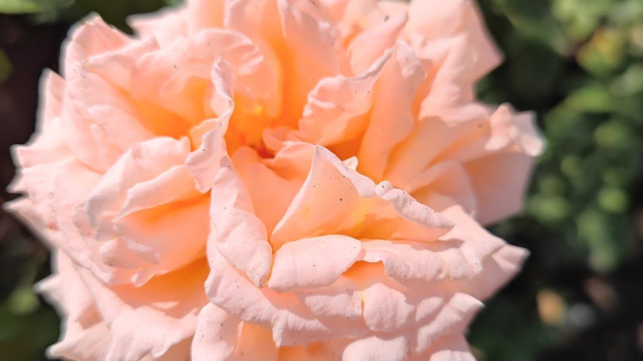 кусты роз от rosebushes.ru оптом и в розницу смотреть онлайн