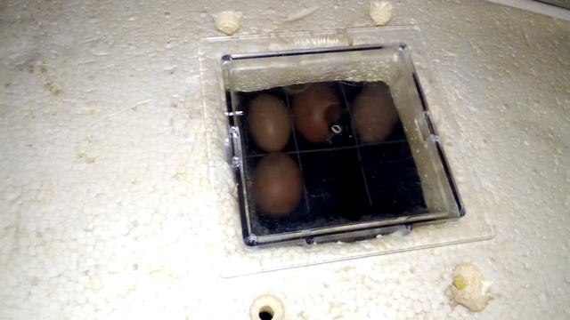 Инкубация яиц -Доминант Ds-109. смотреть онлайн