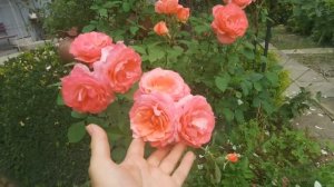 Розы Новалис, Леонардо, Клэр маршал, Институт Люмьер, Мистерьёз, Дарси Бассел и Пёрпл лодж. 10.08.2