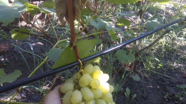 Виноградник 01.09.24. Тольятти смотреть онлайн