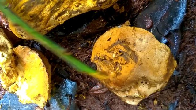 The Bolete Eater (Hypomyces Chrysospermus) On A Birch Bolete