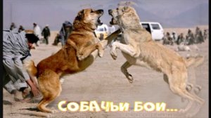 АЛАБАИ СРАЖАЮТСЯ МИРНО. Приколы