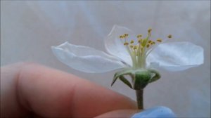 Ботанический разбор (строение) цветов яблони и груши