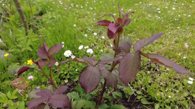 Мое дачное царство или хмельной взгляд. смотреть онлайн