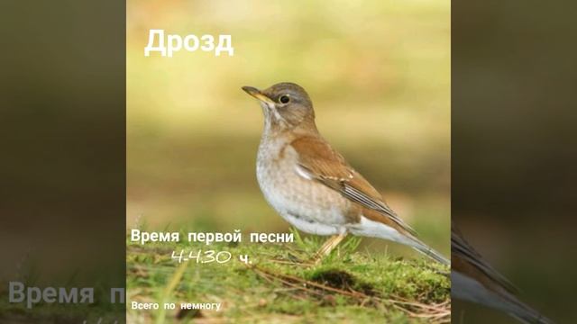 определение времени суток по утренней песне птиц!!! смотреть онлайн