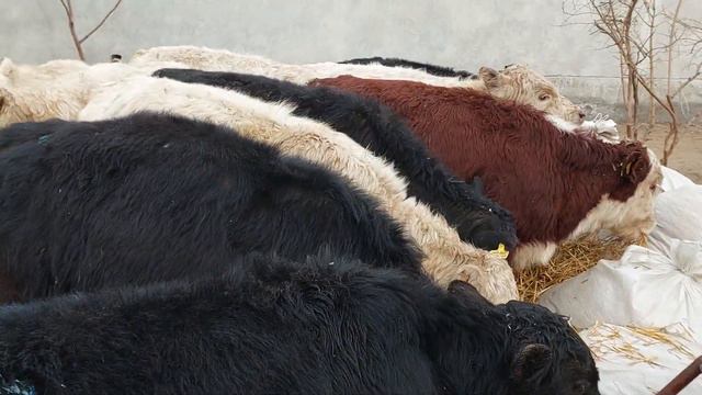 ангус авликол герефорд букалар келди !