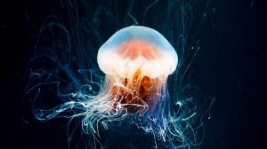 Ocean - Underwater Ambient Journey